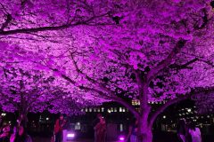 20260323_201154-scaled